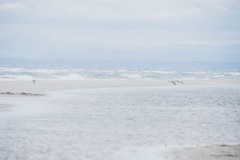 DSC_0246