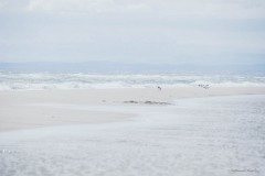 DSC_0247