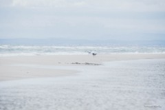 DSC_0248